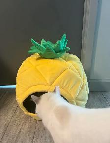 Maison d'Ananas pour Chat