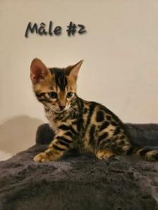 Chatons Bengal - Photo 2