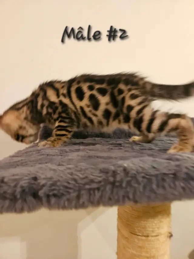 Chatons Bengal - Photo 3