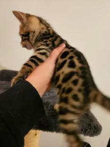 Chatons Bengal - Photo 4