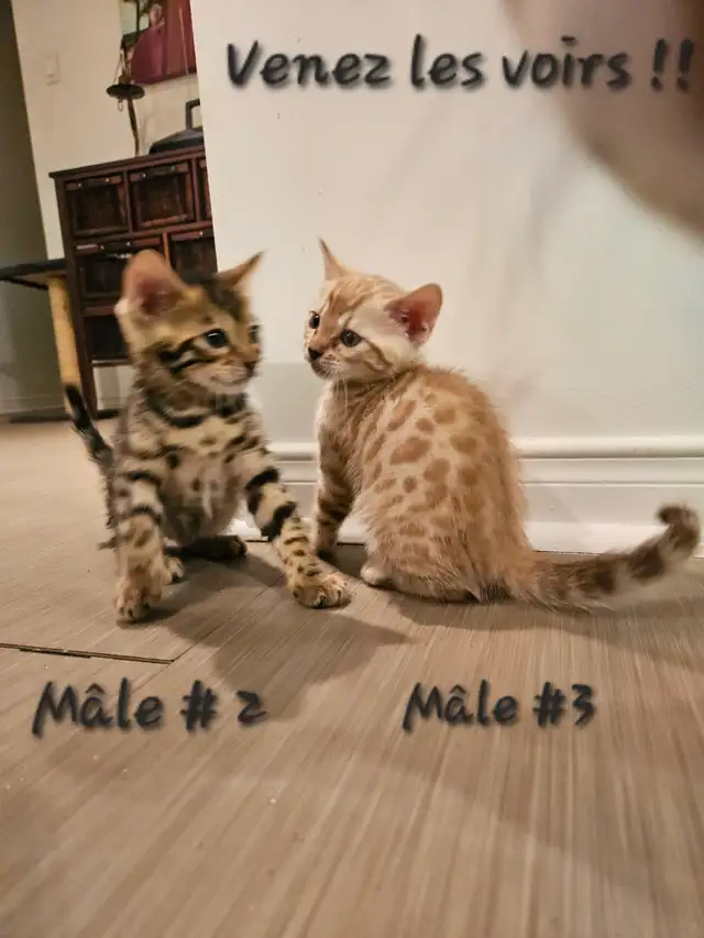 Chatons Bengal - Photo 5