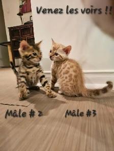 Chatons Bengal - Photo 5