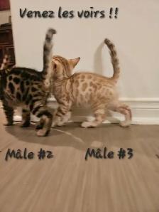 Chatons Bengal - Photo 6
