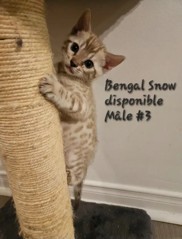 Chatons Bengal - Photo 7