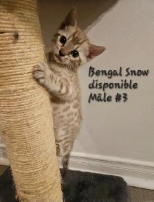 Chatons Bengal - Photo 7