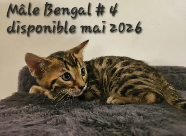 Chatons Bengal - Photo 8
