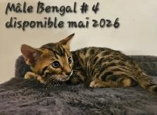 Chatons Bengal - Photo 8