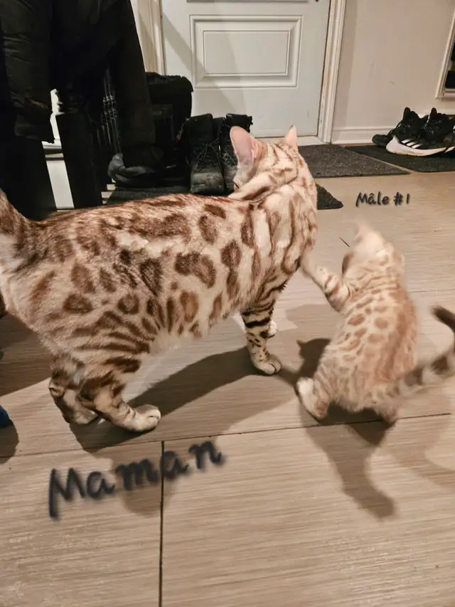 Chatons Bengal - Photo 9
