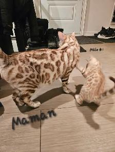 Chatons Bengal - Photo 9