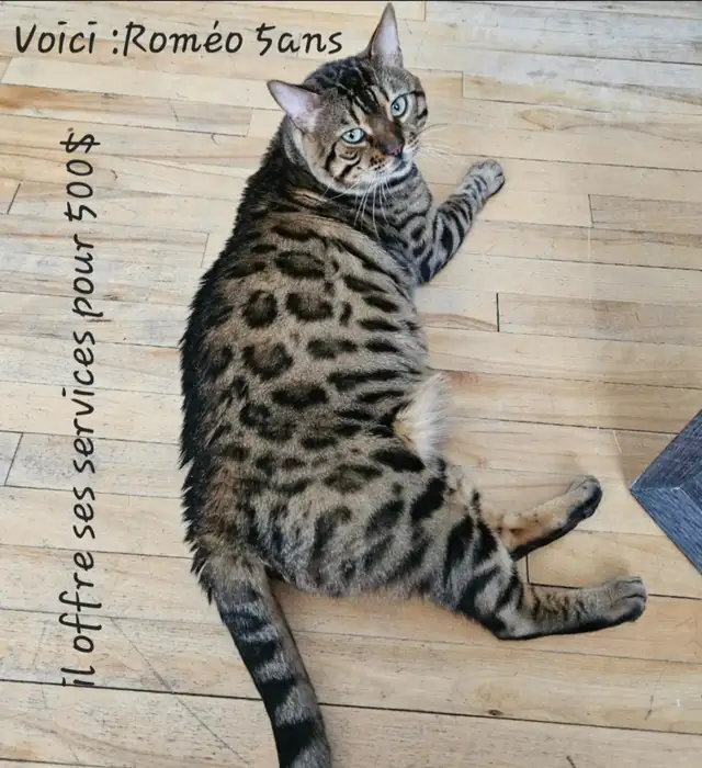 Chatons Bengal - Photo 10