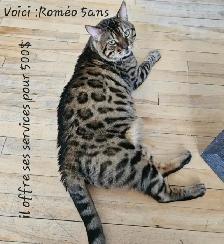 Chatons Bengal - Photo 10