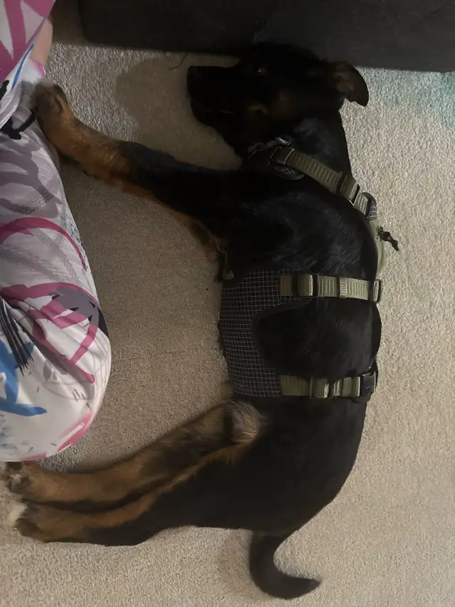 two male Shepard mix