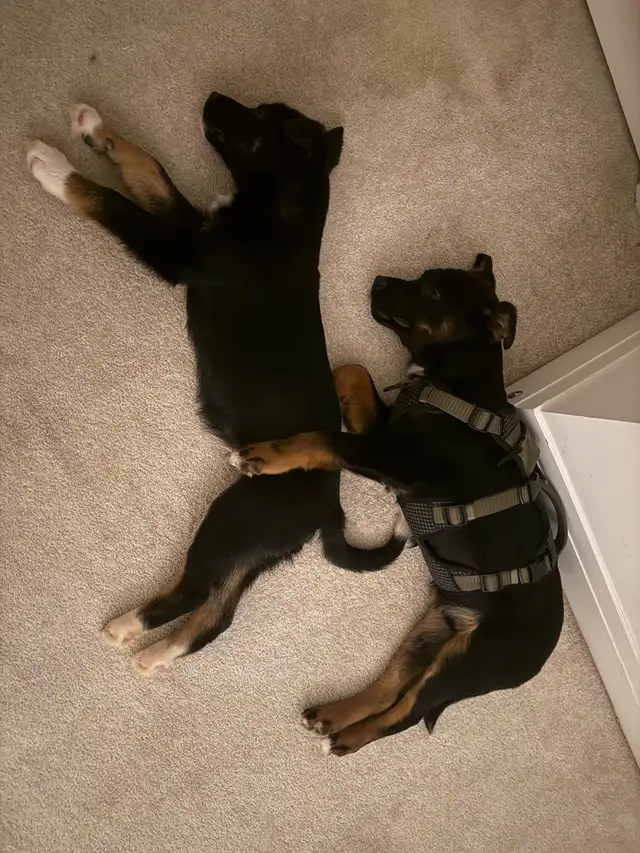 two male Shepard mix - Photo 2