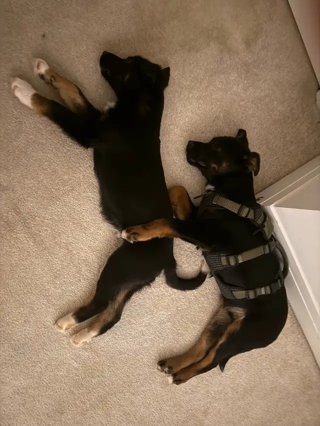 two male Shepard mix - Photo 3