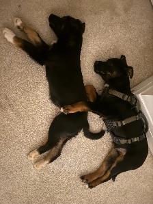 two male Shepard mix - Photo 4