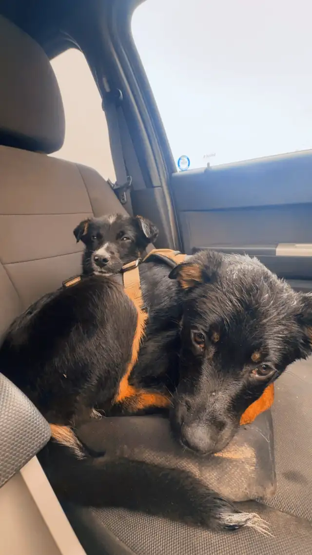 two male Shepard mix - Photo 5