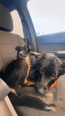 two male Shepard mix - Photo 5