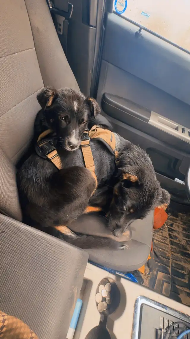 two male Shepard mix - Photo 6