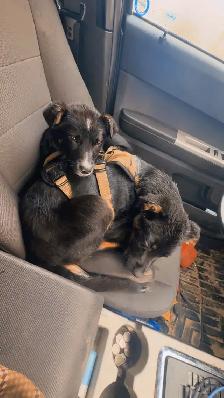 two male Shepard mix - Photo 6