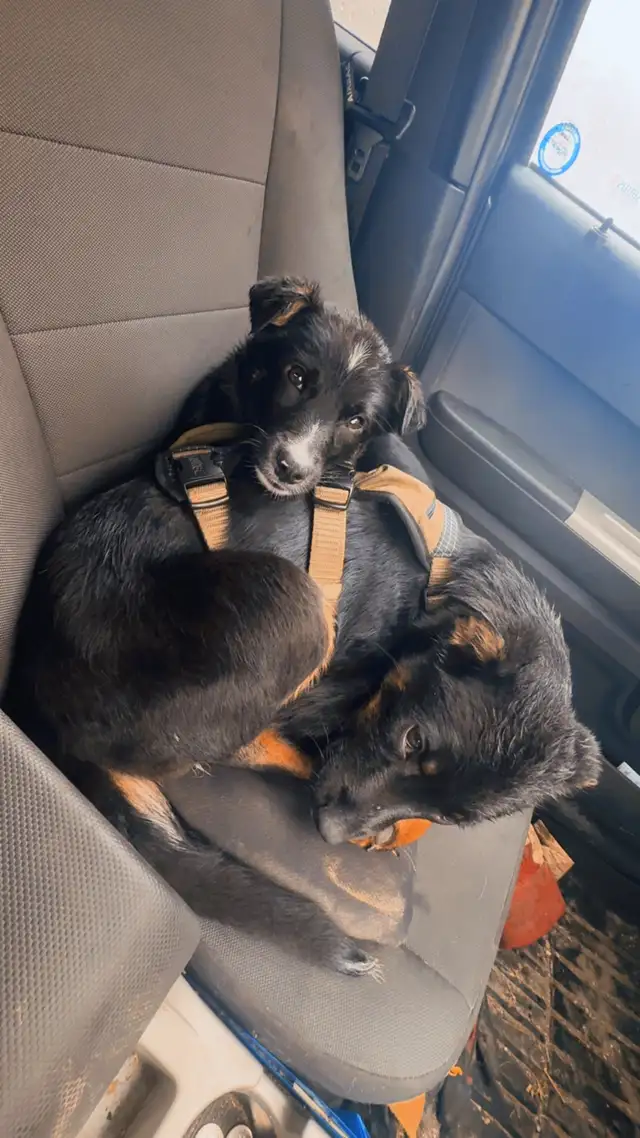 two male Shepard mix - Photo 7