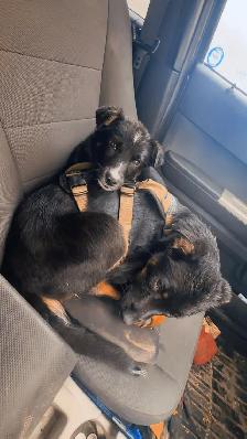 two male Shepard mix - Photo 7