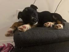 two male Shepard mix - Photo 8