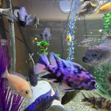 Plusieurs Ciliders  à vendre