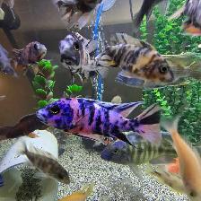 Plusieurs Ciliders  à vendre - Photo 7