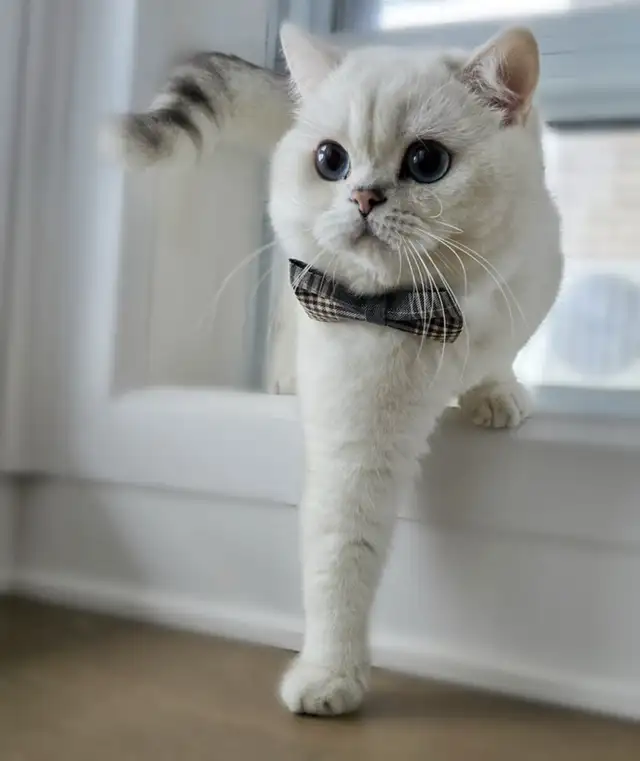 cat for sale (British shorthair blue eyes male 3 year old