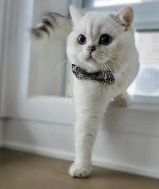 cat for sale (British shorthair blue eyes male 3 year old