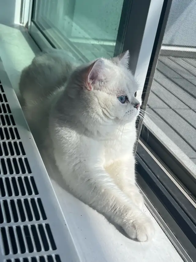 cat for sale (British shorthair blue eyes male 3 year old - Photo 2