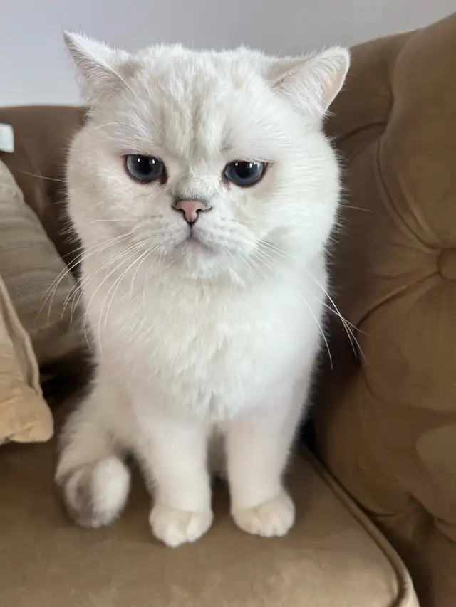 cat for sale (British shorthair blue eyes male 3 year old - Photo 3