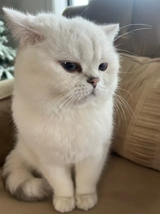 cat for sale (British shorthair blue eyes male 3 year old - Photo 4