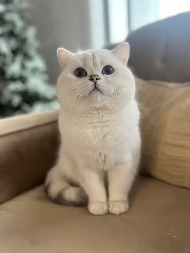 cat for sale (British shorthair blue eyes male 3 year old - Photo 5