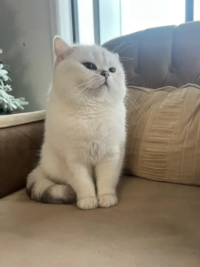 cat for sale (British shorthair blue eyes male 3 year old - Photo 6