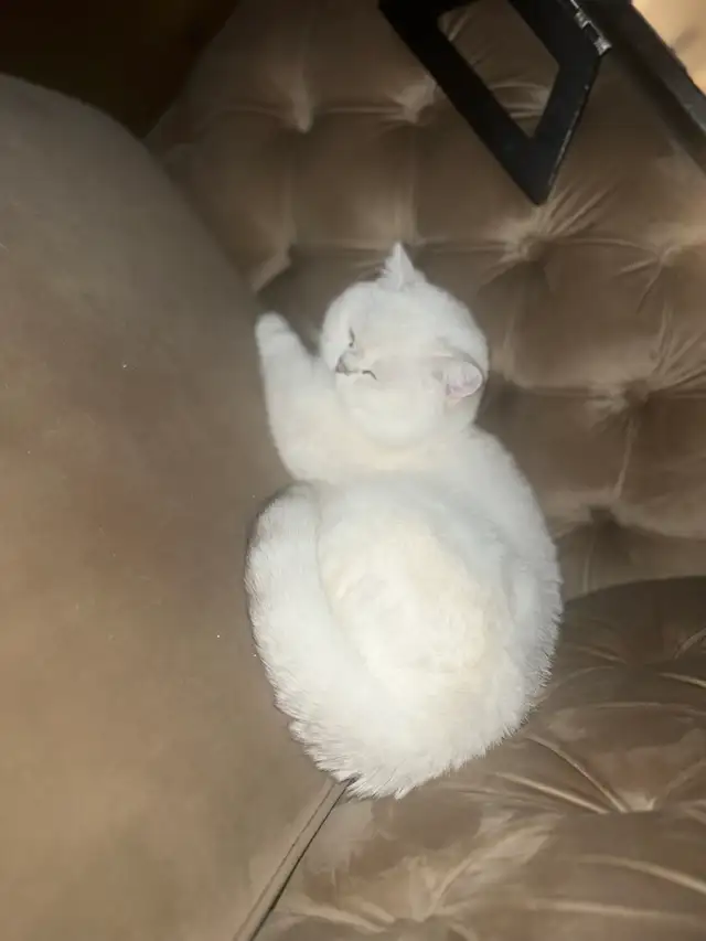 cat for sale (British shorthair blue eyes male 3 year old - Photo 7