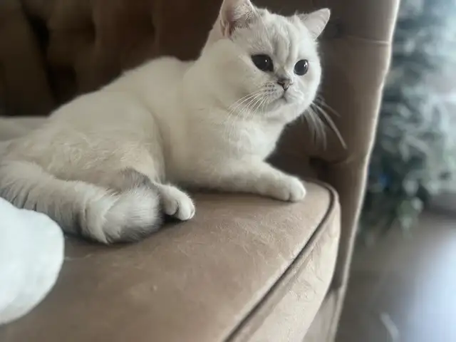 cat for sale (British shorthair blue eyes male 3 year old - Photo 8