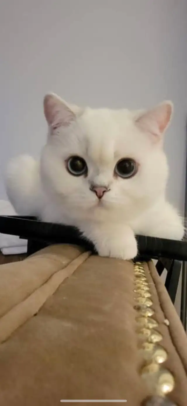 cat for sale (British shorthair blue eyes male 3 year old - Photo 9