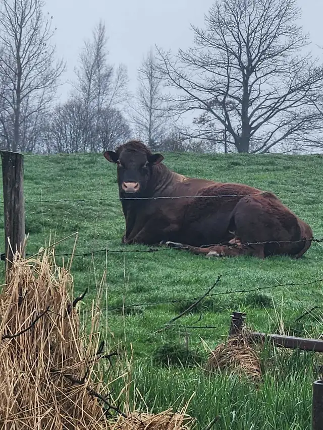 Bull for sale - Photo 2