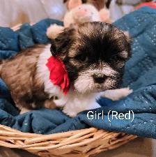 Shihtzu Puppies!!