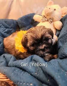 Shihtzu Puppies!! - Photo 2