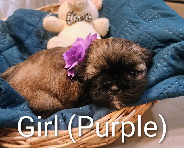 Shihtzu Puppies!! - Photo 3