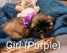 Shihtzu Puppies!! - Photo 3