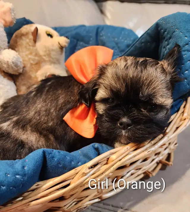 Shihtzu Puppies!! - Photo 4