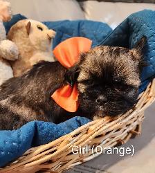 Shihtzu Puppies!! - Photo 4
