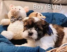 Shihtzu Puppies!! - Photo 5