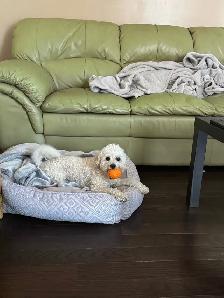 Dog Trainer - Photo 2