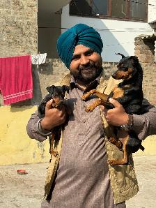 Dog Trainer - Photo 3