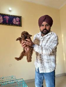 Dog Trainer - Photo 4