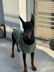 Dog Trainer - Photo 5